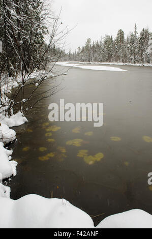 Surface of the forest lake in beginning of winter with waterlily leaves under the thin ice crust Stock Photo