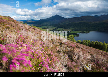 heather on the hillside above Loch Rannoch with Schiehallion beyond, Perth & Kinross, Scotland, UK Stock Photo