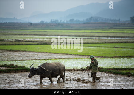 a man ploughing a rice paddy nr Phong Nha, Quảng Bình Province, Vietnam Stock Photo