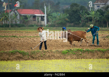 a man and woman ploughing a rice paddy nr Phong Nha, Quảng Bình Province, Vietnam Stock Photo