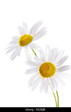 The beautiful daisy isolated on white Stock Photo