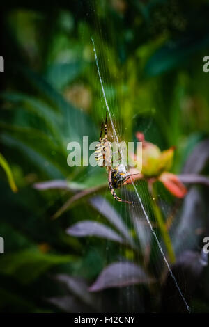 wasp spider eating bee on web Stock Photo