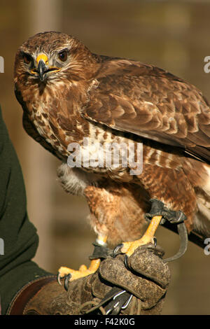 common buzzard in a falconry Stock Photo