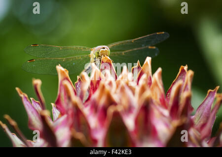 Dragonfly on artichoke Stock Photo