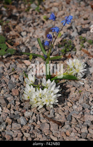 White alpine squill Stock Photo