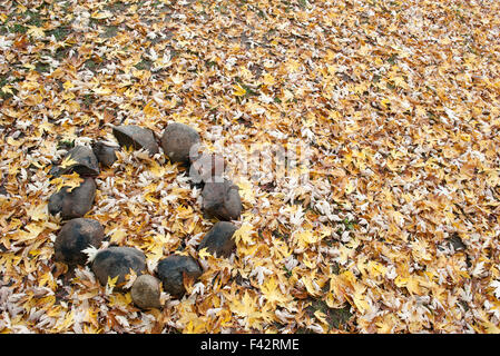 Abandoned campfire pit covered in autumn leaves Stock Photo
