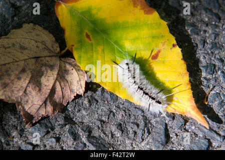 Fuzzy caterpillar (Lophocampa caryae) Stock Photo