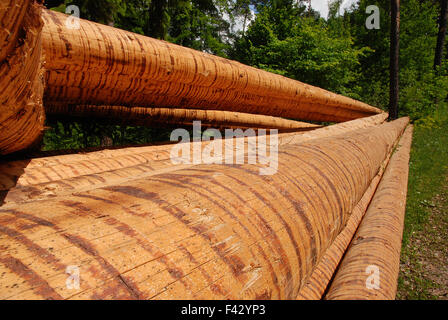 Tree trunk; Timber harvesting;