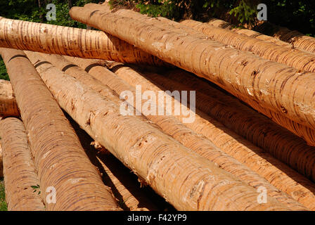 Tree trunk; Timber harvesting;
