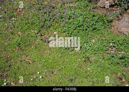 Purple deadnettle and chickenweed Stock Photo