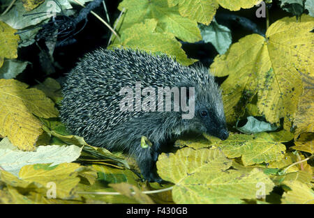 hedgehog between autumn leaves Stock Photo