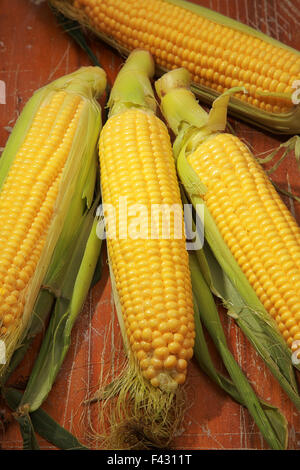 ear of corn Stock Photo