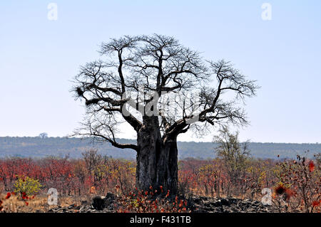 Baobab tree Stock Photo