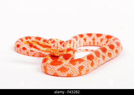 snake Stock Photo