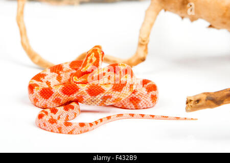 snake Stock Photo