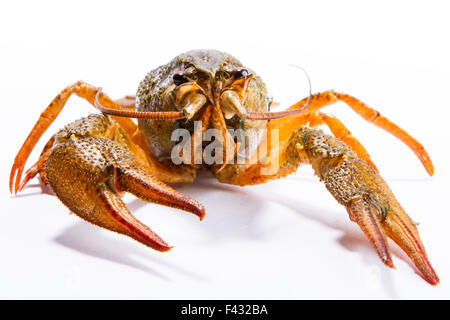 Crayfish on a white background Stock Photo