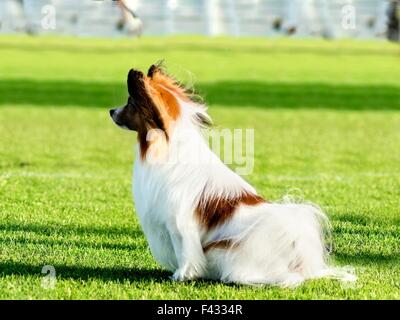 A small white and red papillon dog (aka Continental toy spaniel) standing on the grass looking very friendly and beautiful Stock Photo