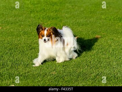 A small white and red papillon dog (aka Continental toy spaniel) walking on the grass looking very friendly and beautiful Stock Photo