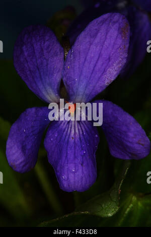 Wood violet, Viola odorata Stock Photo