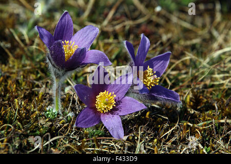 Pulsatilla vulgaris, common pasque flower Stock Photo