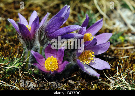 Pulsatilla vulgaris, common pasque flower Stock Photo