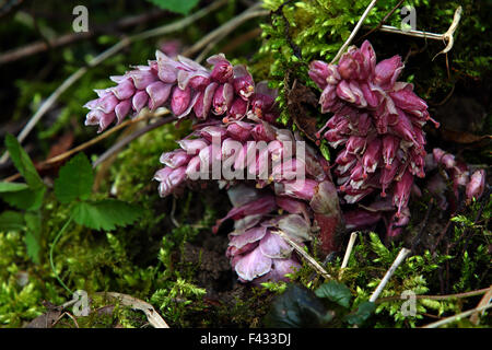 Toothwort, Lathraea squammaria Stock Photo