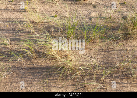 Looking down on low sunlight shining through marram grass, Ammophila arenaria, growing on sand at Gibraltar Point, Lincolnshire, England, UK Stock Photo
