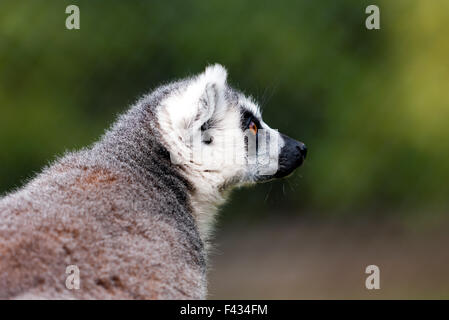 Close-up, profile, portrait of the head of a Ring-tailed Lemur  (Lemur catta), at Wingham Wild Life Park. Stock Photo