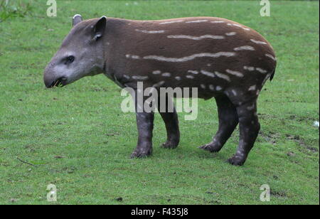 Juvenile south American  Lowland Tapir or Brazilian Tapir (Tapirus terrestris) Stock Photo