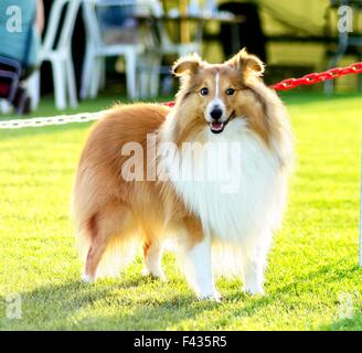 A young, beautiful, white and sable Shetland Sheepdog standing on the lawn looking happy and playful. Shetland Sheepdogs look li Stock Photo