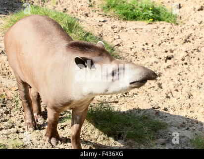 South American  Lowland Tapir or Brazilian Tapir (Tapirus terrestris) in closeup Stock Photo