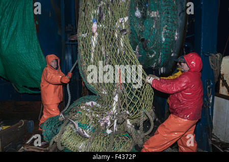 Cleaning fish out of dragger/trawler net.  Georges Bank, New England Stock Photo