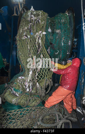 Cleaning fish out of dragger/trawler net.  Georges Bank, New England Stock Photo
