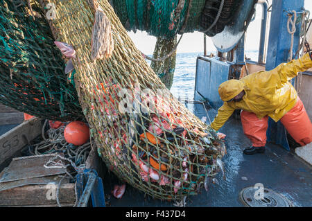 Cod end of fishing trawler net full of haddock. Georges Bank, New Stock ...