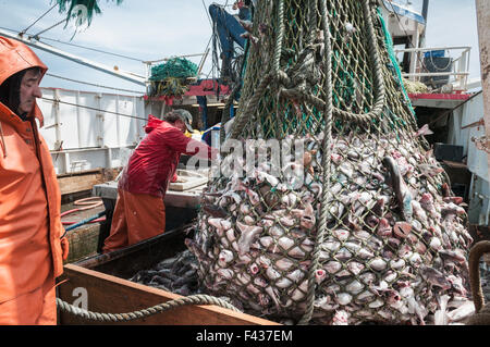 Cod end of fishing trawler net full of haddock. Georges Bank, New ...