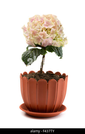 artificial hydrangea in a pot Stock Photo