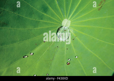 Water drops on lotus leaf Stock Photo