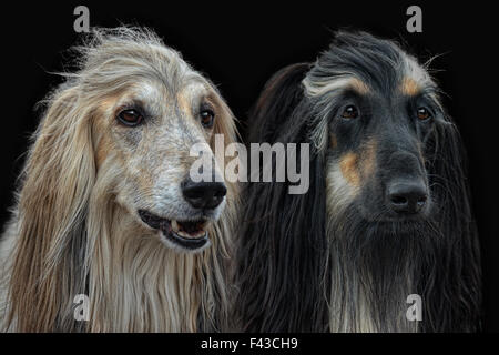 pair of Afghan-Dogs Stock Photo