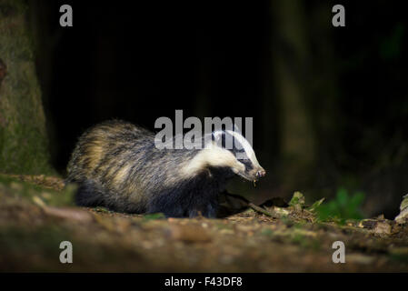 European badger (Meles meles) at night Stock Photo
