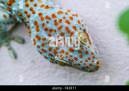 Gecko on wall close up Stock Photo