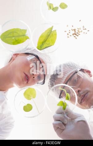 Scientists examining leafs in petri dish Stock Photo