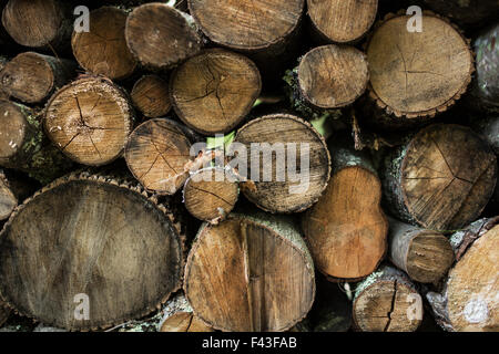 Logs stacked in a pile, view of the sawn ends. Stock Photo