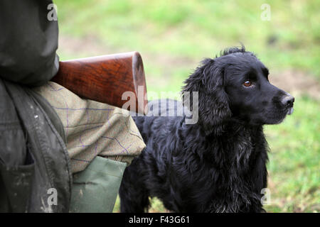 A pheasant shoot.  An alert black trained gundog, a retriever beside a man seated with a gun on his knees. Stock Photo