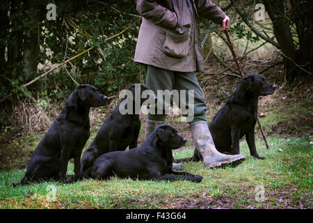 A man holding a beater's stick with four black labrador gundogs, out on a shoot. Stock Photo