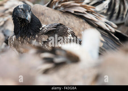 Juvenile bearded vulture among griffon vultures in the Spanish Catalan Pyrenees Stock Photo