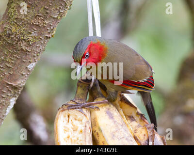 The beautiful Red-faced Liocichla with it's favourite food - bananas Stock Photo