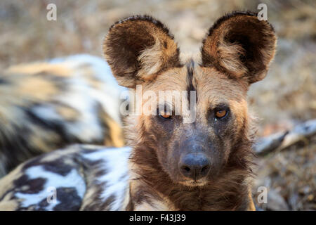 African wild dog (Lyacon pictus), South Luangwa National Park, Sambia Stock Photo