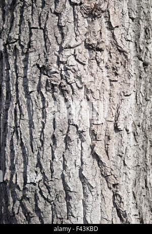 maple bark Stock Photo