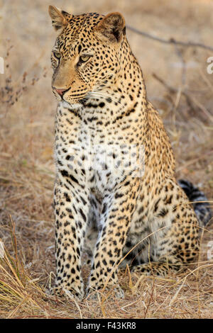 Leopard (Panthera pardus), South Luangwa National Park, Sambia Stock Photo