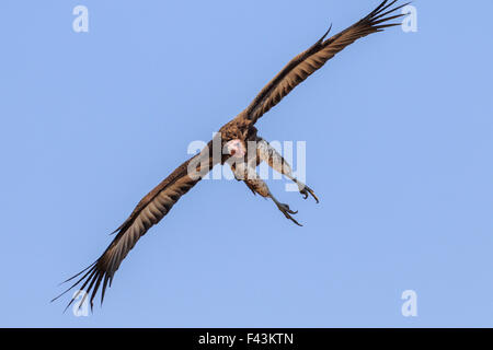 Lappet-faced vulture (Torgos tracheliotus), South Luangwa National Park, Sambia Stock Photo